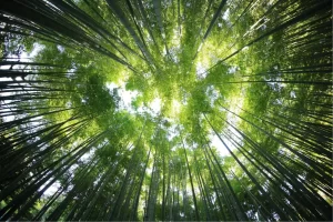 Carbon Footprint of Cardboard vs Plastic vs Wood Installations